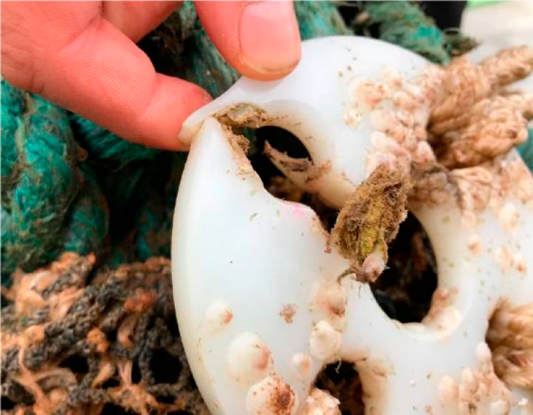 Figur 4: Håvtauet har over tid gnagd i stykker nylonplaten. Foto: © Fiskeridirektoratet Figur 4: Håvtauet har over tid gnagd i stykker nylonplaten. Foto: © Fiskeridirektoratet