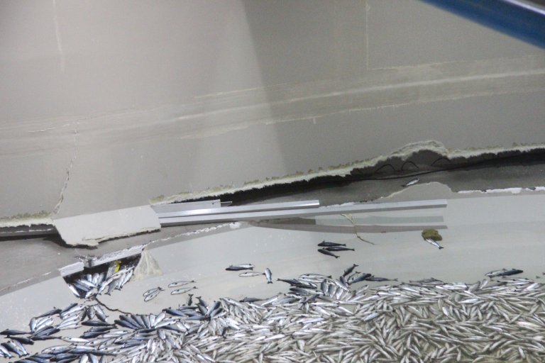 Figur 5: Bruddet har fulgt kanten hvor karet lå inntil betonggulvet. Foto: © Fiskeridirektoratet. Figur 5: Bruddet har fulgt kanten hvor karet lå inntil betonggulvet. Foto: © Fiskeridirektoratet.