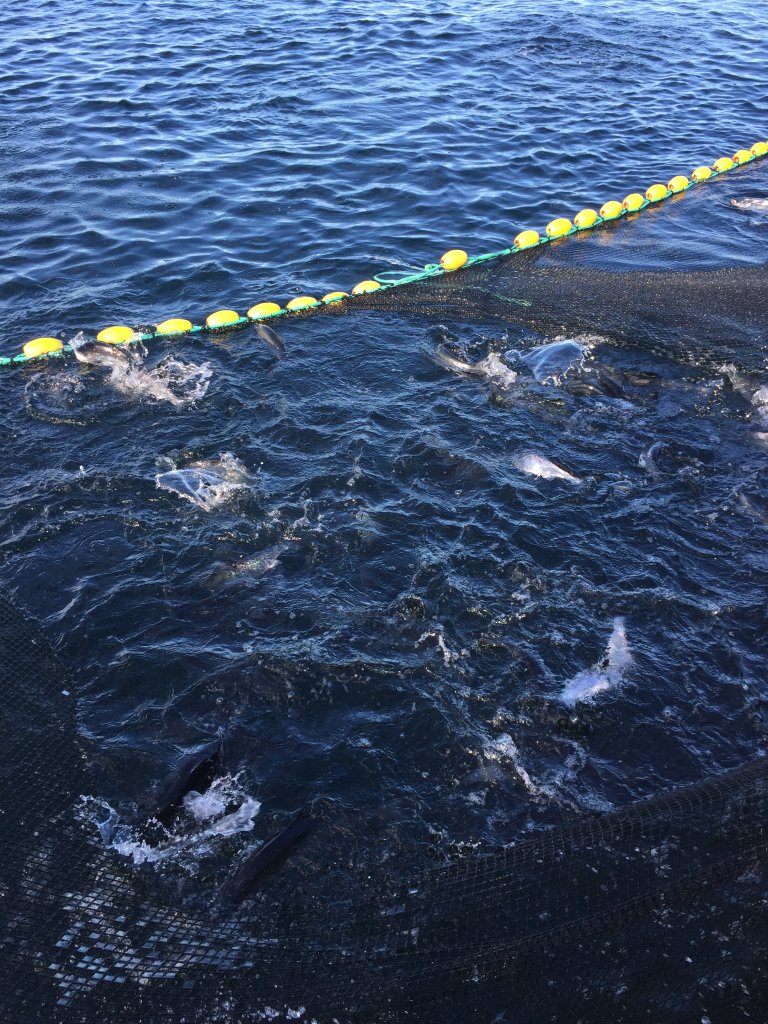 Erfaringsbilde-metode for å samle fisk.JPG