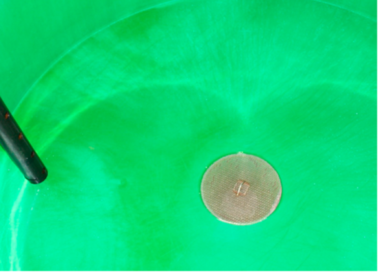 Sil i kar. Foto: © Fiskeridirektoratet