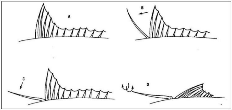 Figur 2: Hvordan få ut fremre finnestråle