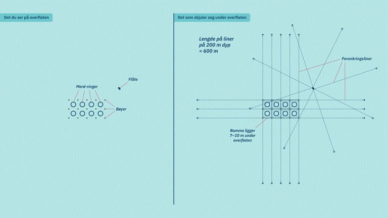 Illustrasjon: Eit akvakultur sett frå lufta. 