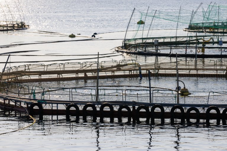 Oppdrettsanlegg. Foto: © Vegard Oen Hatten / Fiskeridirektoratet