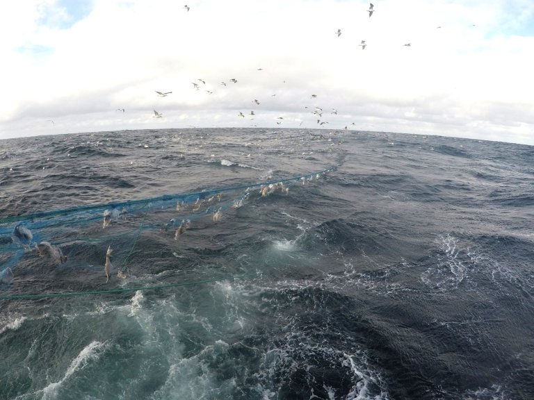 Roten blåkveite i garnlenke. Foto: Fiskeridirektoratet