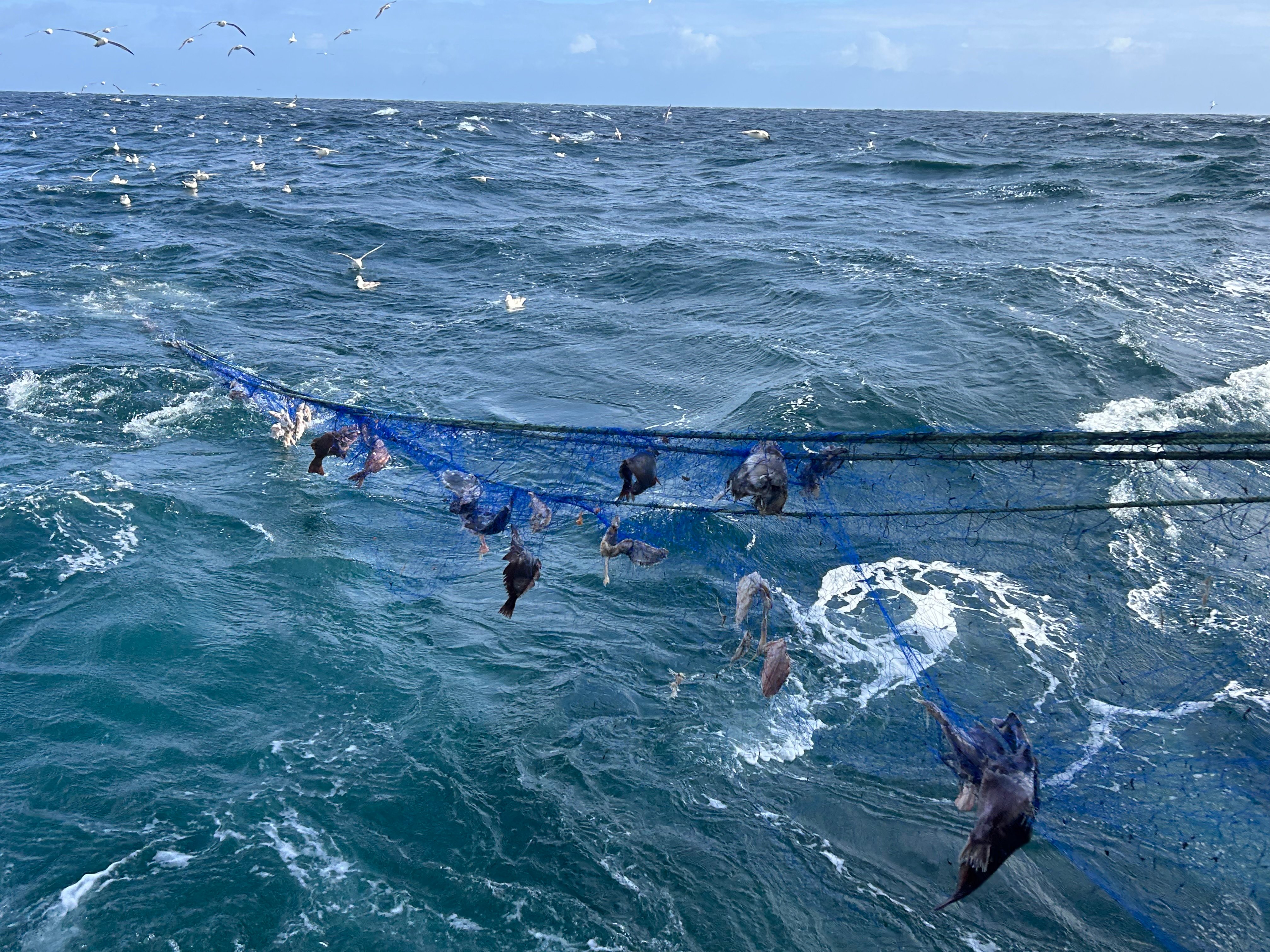 Blåkveitegarn som har spøkelsesfisket. Foto: Fiskeridirektoratet ©