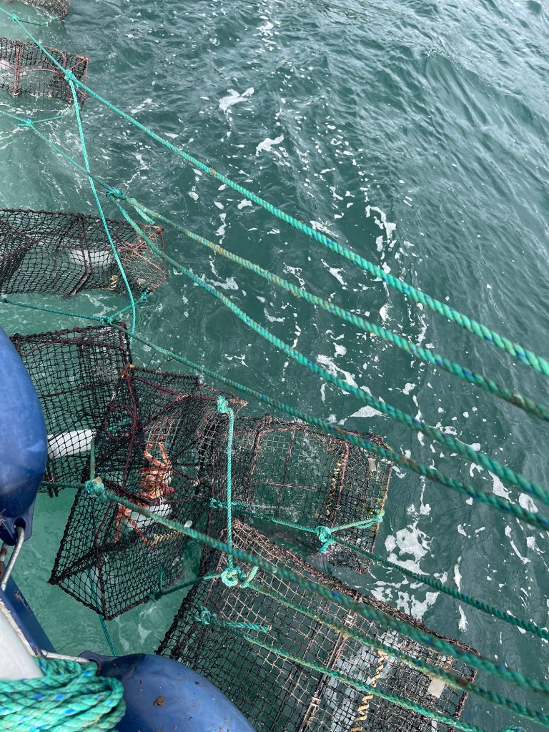 Beslag av teiner fra området rundt Rennesøy, Brimse, Talgje og Finnøy. Foto: Fiskeridirektoratet.
