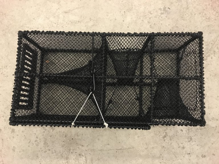 Figur 1: trådauge. Foto: Landmark Skaar / Fiskeridirektoratet