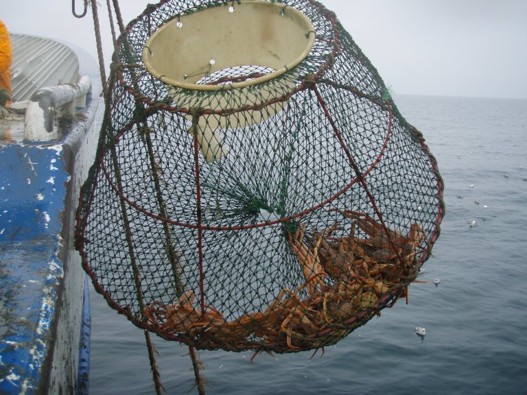 Snøkrabbeteine. Foto: Langedal / Fiskeridirektoratet